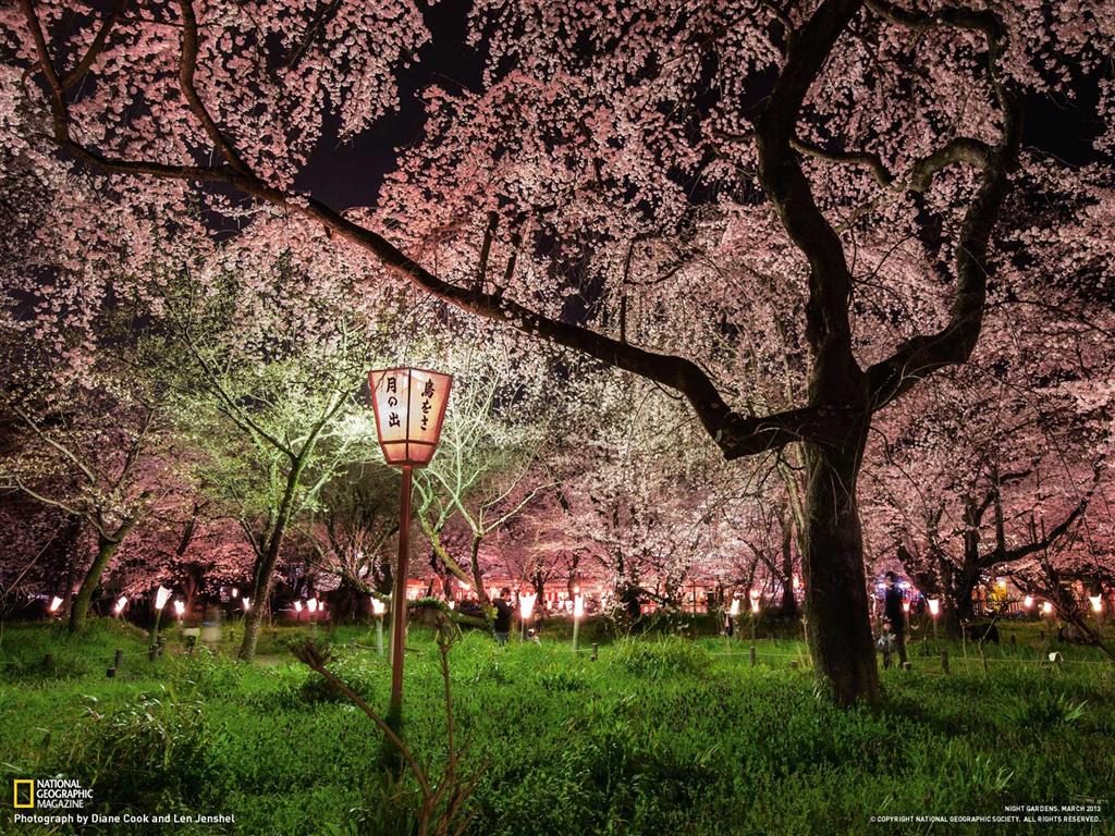 春の京都観光 桜の絶景巡り 京都人がおすすめする花見の名所